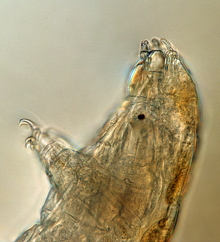 Milnesium tardigradum