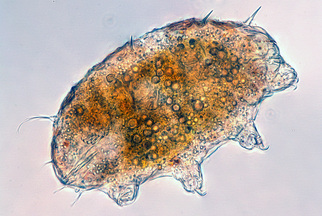 Echiniscus tardigrade